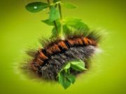 Spel Caterpillar larve dier jigsaw online