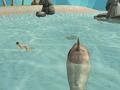 Spel Shark Simulator Beach Killer online