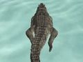 Spel Crocodile Simulator Beach Hunt online