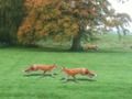 Spel Gejagse Fox  online