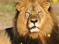 Spel Animal Hidden Stars online