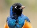 Spel Dierlijke puzzel: Wildlife & Logic online