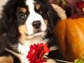 Spel Puzzel foto's toevoeging feiten online