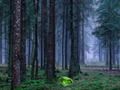 Spel Mystieke zonsondergang in het bos online Spel Mystieke zonsondergang in het bos online