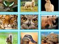 Spel Bijv. Picquiz online