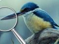 Spel Vogels 5 verschillen  online