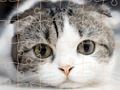 Spel Katten puzzeltijd online
