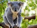 Spel Jigsaw Jam Animal online