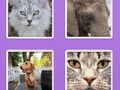 Spel Beeldschuifdieren  online