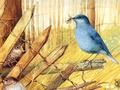 Spel Vogels: kunstpuzzels  online