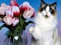 Spel Grappige katten puzzel  online
