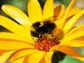 Spel Fotoquiz  online