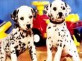 Spel Puppy Pairs Puzzel online Spel Puppy Pairs Puzzel online