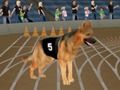 Spel Crazy Dog Racing Fever online