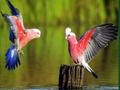 Spel Vogels puzzel online