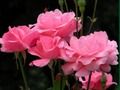 Spel Roze rozen  online