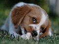 Spel Doggy jigsaw online