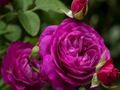 Spel Paarse rozen  online