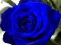 Spel Blauwe rozen  online