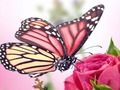 Spel Vlinders puzzel  online