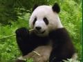 Spel Panda's Puzzel  online