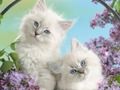 Spel Grappige Kitty  online