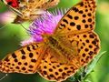 Spel Vlinder dia  online