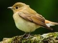 Spel Lieve vogels online