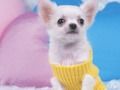 Spel Mooie puppy puzzel  online