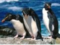 Spel Pinguïns glijden online