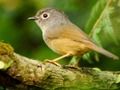 Spel Vogels glijden  online