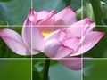 Spel Lotus bloemen  online
