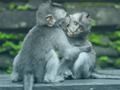 Spel Chimpansee Jigsaw  online