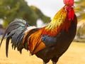 Spel Binnenlandse vogels puzzel  online