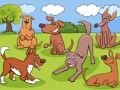 Spel Dieren verschillen  online