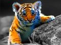 Spel Wilde baby dieren puzzel  online