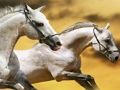Spel Running Horse glijbaan  online