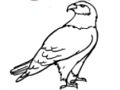 Spel Eagle kleurboek  online