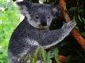 Spel Schattige baby koala  online