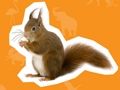 Spel Dierenhuis  online