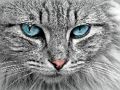 Spel Cat Eye's Jigsaw online
