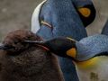 Spel Keizer Penguin Jigsaw  online