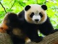 Spel Schattige Baby Panda  online