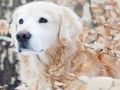 Spel Winterdierenpuzzel online