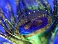 Spel Peacock Feather Jigsaw online