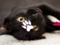 Spel Schattige katten puzzel  online