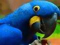 Spel Papegaai Vogel Puzzel  online
