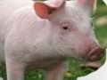 Spel Kras en denk van dieren online