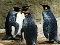 Spel King Penguin Legpuzzel  online