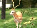 Spel Dieren Safari Jager 2020  online